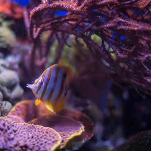 20140208-004-_T7A1111