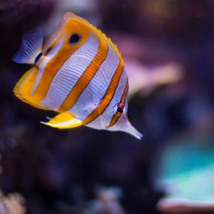 20140208-005-_T7A1127