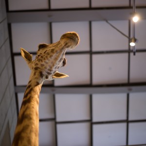 20140208-015-_T7A1297