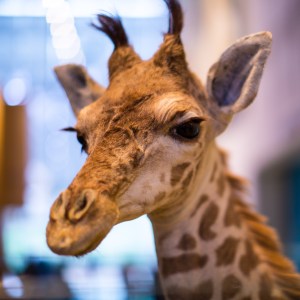 20140208-016-_T7A1299