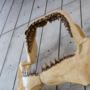 20140208-021-_T7A1333